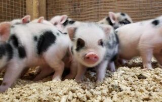 Group of Micropigs