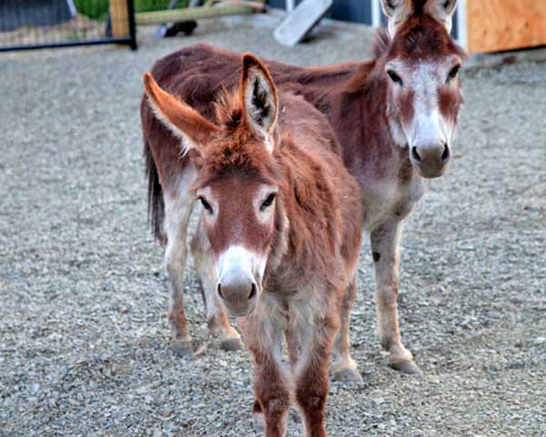 Mini Donkeys