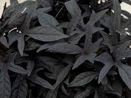 black cut Ipomoea plant superior farms