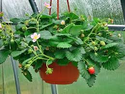 strawberry hanging basket superior farms