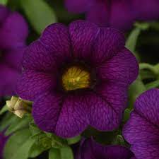 trixi cali purple lace plant superior farms