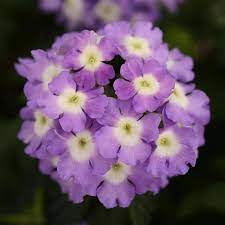 trixi purple verb plant superior farms