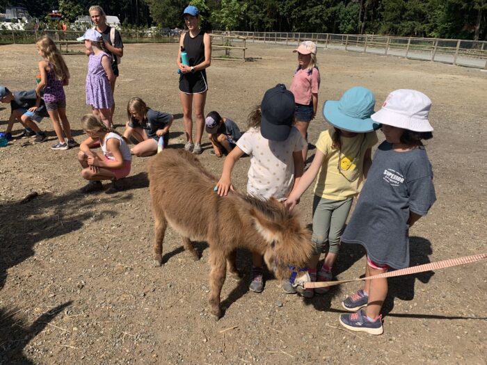 children with mini donkey superior farms