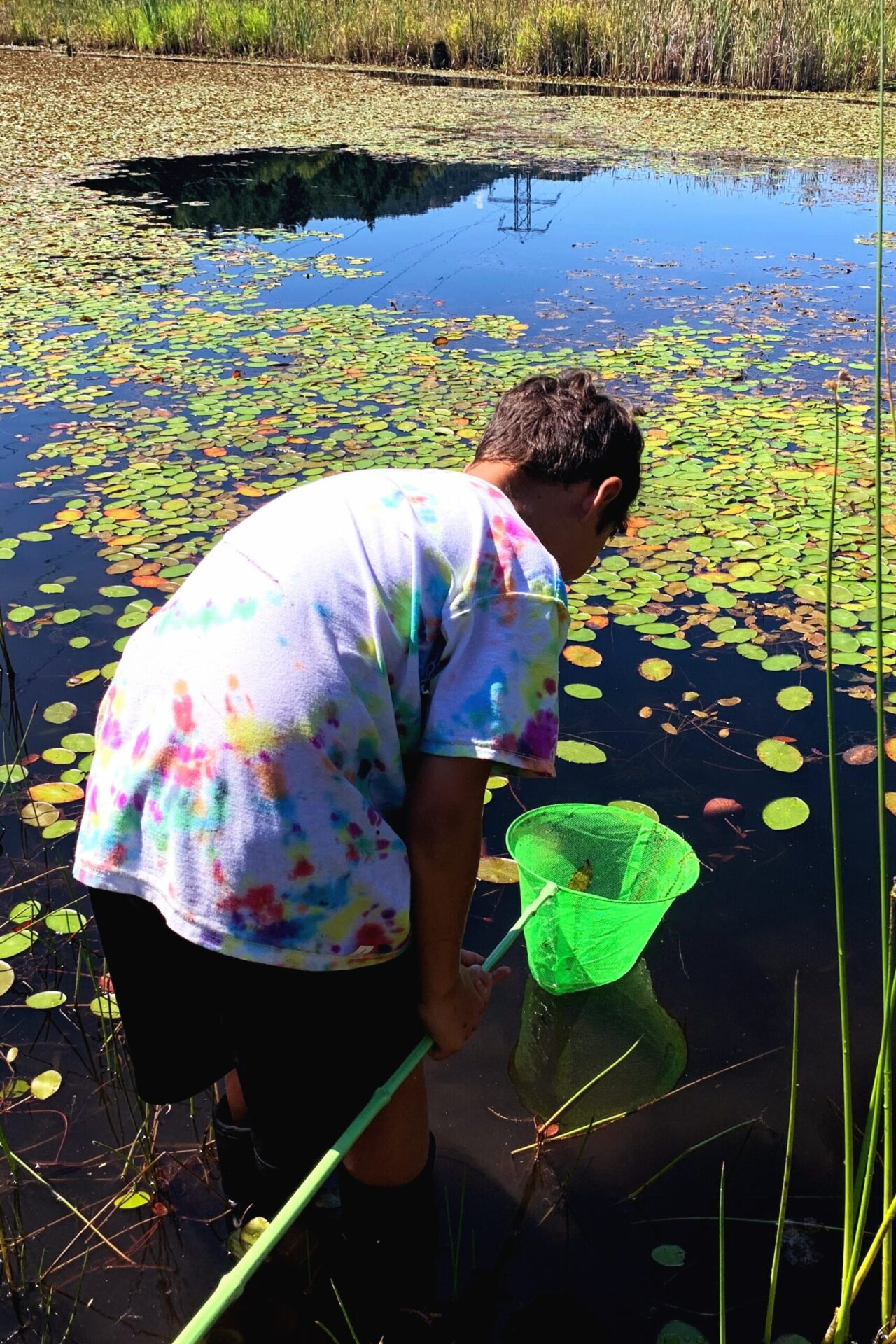 individual looking at lily pad in pond
